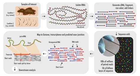 RNA-Seq: Basics, Applications and Protocol | Technology Networks