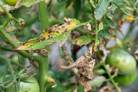 15+ Tomato Plant Aphids - ErinaLucjan