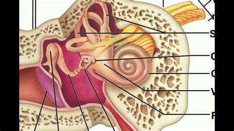 Ear Anatomy Oval Window