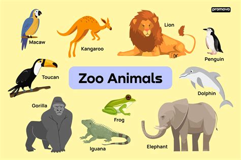 Zoo Animals Vocabulary With Definitions