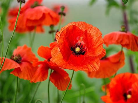 orange poppy flower meaning - Esurient Chronicle Photo Gallery