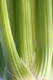 Celery Nutrition