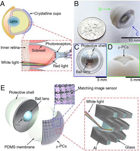 Figure 1 from Artificial eye for scotopic vision with bioinspired all ...