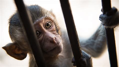 How to best experience the Lopburi Monkey Temple in 2024