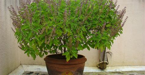 Tulsi Or The Holy Basil Plant - Hindu Devotional Information