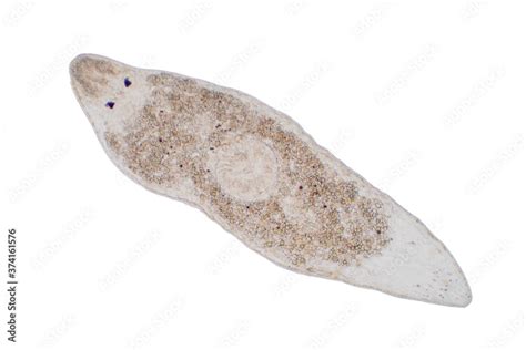 Planaria flatworm under the microscope view. Stock Photo | Adobe Stock