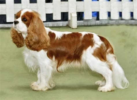 Cavalier King Charles Spaniel - Simple English Wikipedia, the free ...