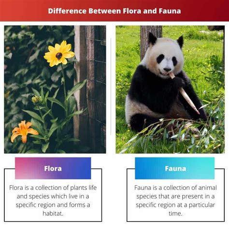 Flora vs Fauna: Difference and Comparison