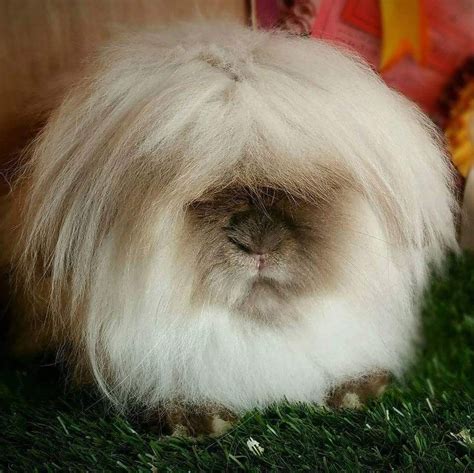 A Mini Lion Lop Rabbit (Yes, it is a Rabbit.) | Rabbit, Funny animals ...