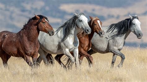 Where do wild horses live in texas