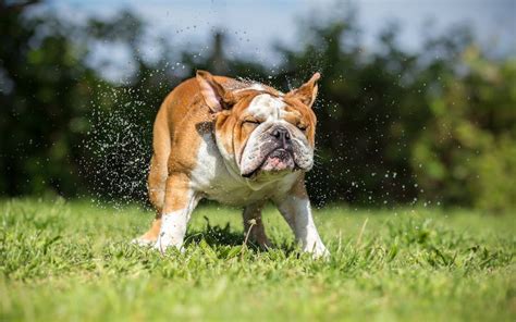 How to stop your dog getting heatstroke – according to science