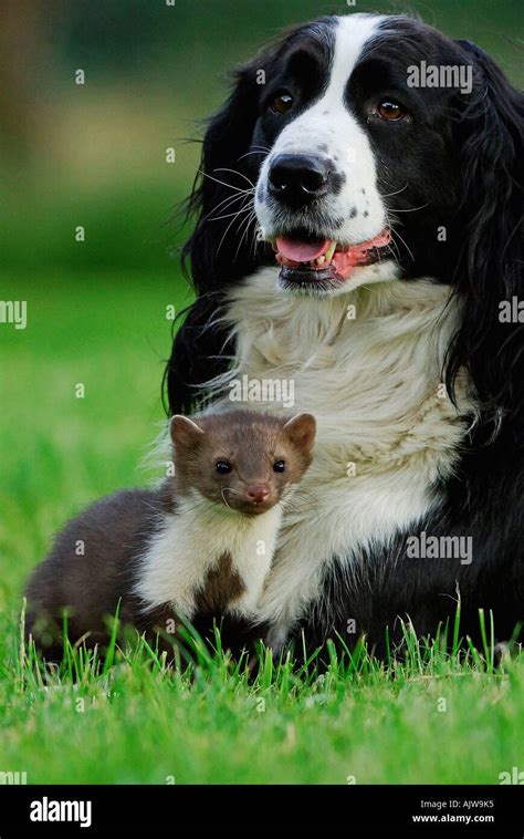 Beech Marten Stock Photo - Alamy