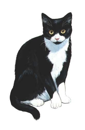 Cats illustration, Tuxedo cat art, Cute cats