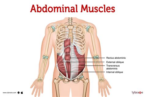 Abdominal muscles (Human Anatomy): Picture , Functions, Diseases and ...