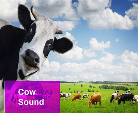 Animal Sound Free MP3 Download | Mingo Sounds