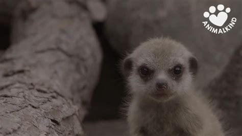 These newborn meerkats will make your day