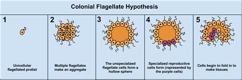 Origin of Multicellularity - Zoology 101