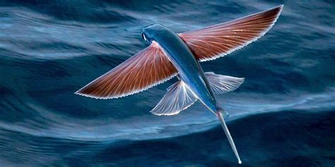 Flying fish – unusual fish | DinoAnimals.com