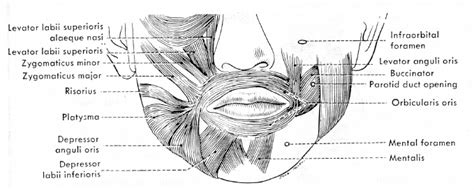 Muscles Of Lips | Lipstutorial.org