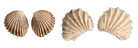 Living Fossils: Mollusks - Digital Atlas of Ancient Life