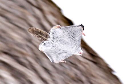 The Baby Japanese Dwarf Flying Squirrel Is Definitely The Cutest Animal ...