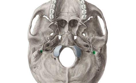 Mastoid Process Anatomy Function Attachments Kenhub – Otosection