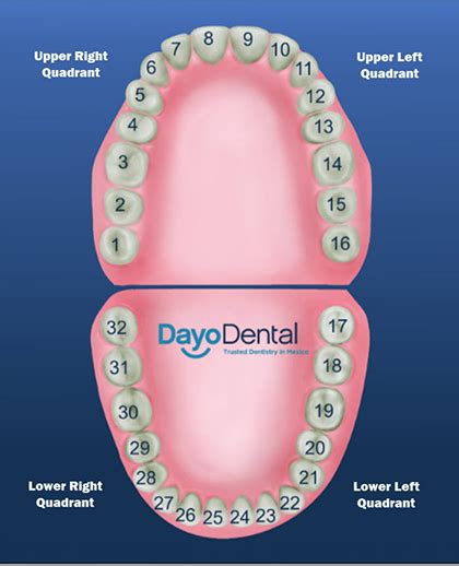 teeth numbers - Google Search | Dental hygiene school, Dental assistant ...