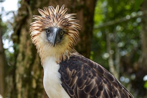 Beautiful Birds That Are Endemic To The Philippines - WorldAtlas.com