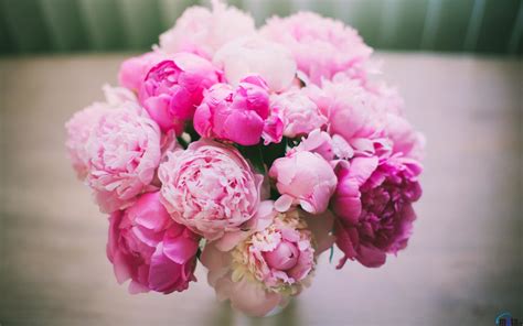 Peony Desktop Wallpaper (66+ images)