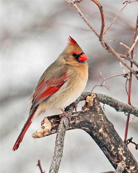 The Northern Cardinal(Cardinalis cardinalis) Song