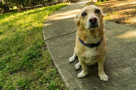 The Corgi Beagle Mix: What happens when opposites attract - K9 Web