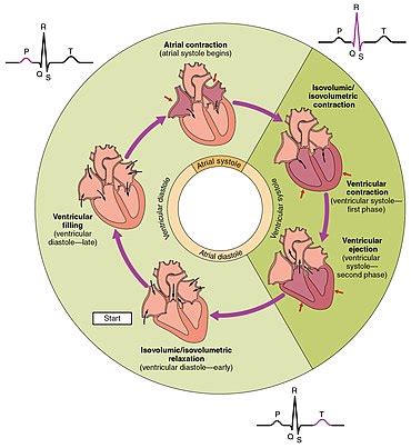 Ciclo cardíaco - Cardiac cycle - qaz.wiki