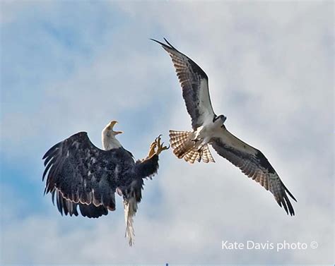 The Eagle and the Osprey. If you haven’t seen Longmire on Netflix… | by ...