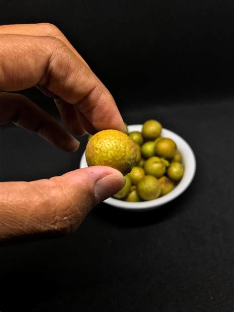 Holding fresh longan fruit 21174319 Stock Photo at Vecteezy