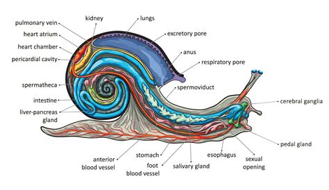 Snail Anatomy Facts About Snails – NBKomputer