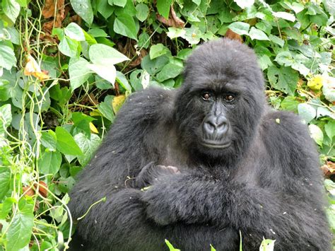 New Gorilla Birth within the Bageni Family | Virunga National Park