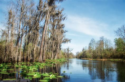 Okefenokee Swamp - Billy's Island | Florida Paddle Notes