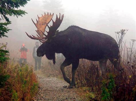 Biggest Moose I've Ever Seen | Hunting