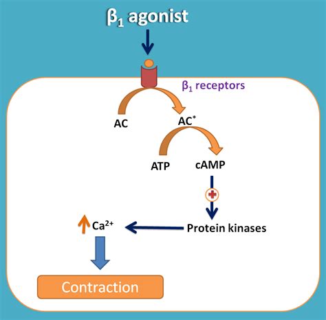 Beta adrenergic receptor agonists