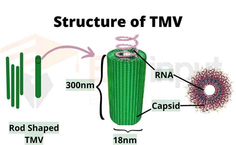 Tobacco Mosaic Virus (TMV) - Structure and Transmission Mechanism