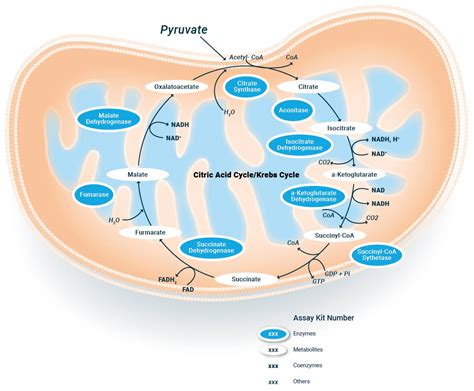 TCA Cycle/Kreb Cycle Assays | Assay Genie