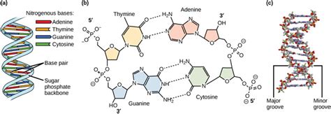 DNA Structure and Sequencing | Boundless Biology