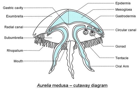 jellyfish anatomy - Google Search | Jellyfish, Cnidaria, Biology diagrams