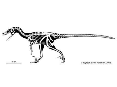 Raptor skeleton drawing | Skeleton drawings, Velociraptor, Prehistoric ...