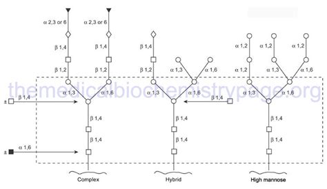 Glycoproteins: Synthesis and Clinical Consequences - The Medical ...