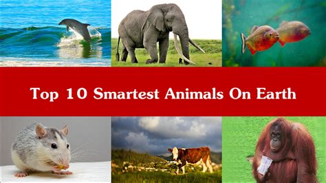 Meet These 10 Smartest Animals in the World | PLN Media