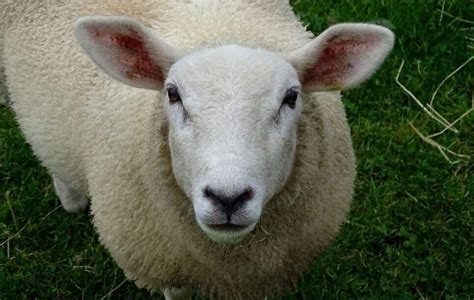 cheviot sheep - Rural Living Today