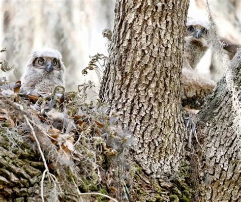 Fun Facts for Kids about Forest Owlet