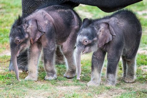 Story takes you behind the scenes of dramatic and rare twin elephant ...