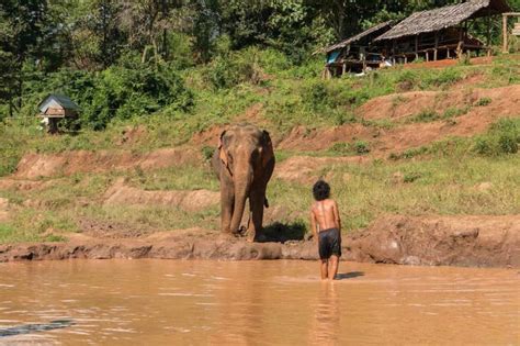 A Visit to an Elephant Sanctuary in Chiang Mai | The Planet D